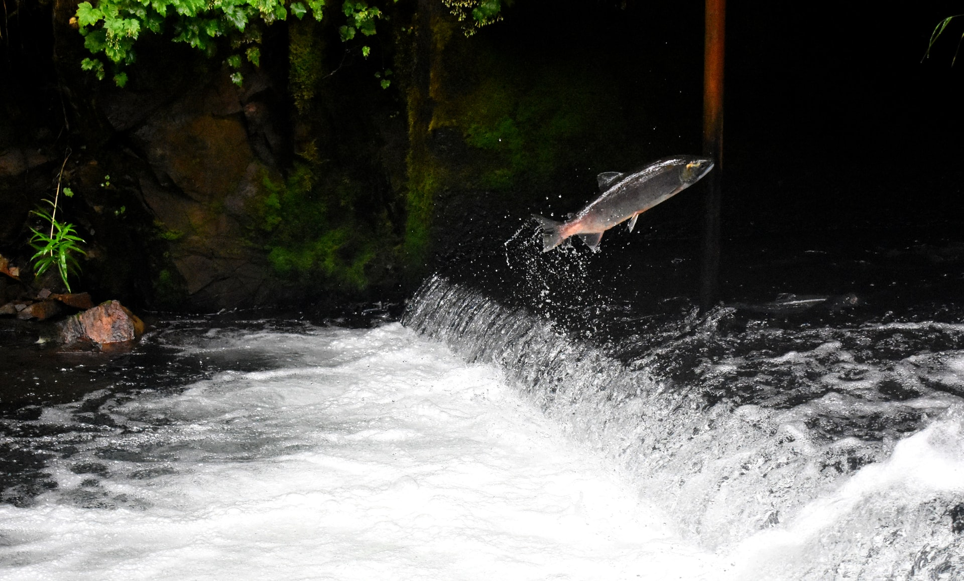 Salmon Jumping Waterfall